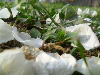 Close-up of white flowers