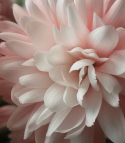 Close-up of flowers