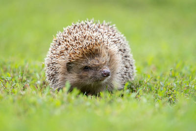 Close-up of an animal head on field