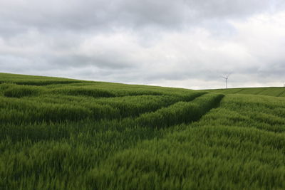 Scenic view of agricultural field against sky