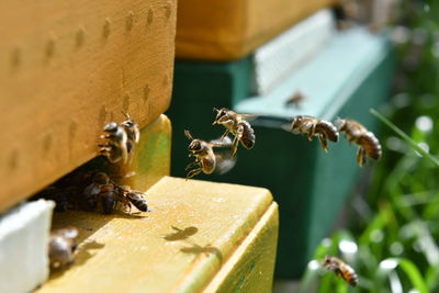 Close-up of bee on wood