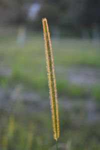 Close-up of plant growing on field