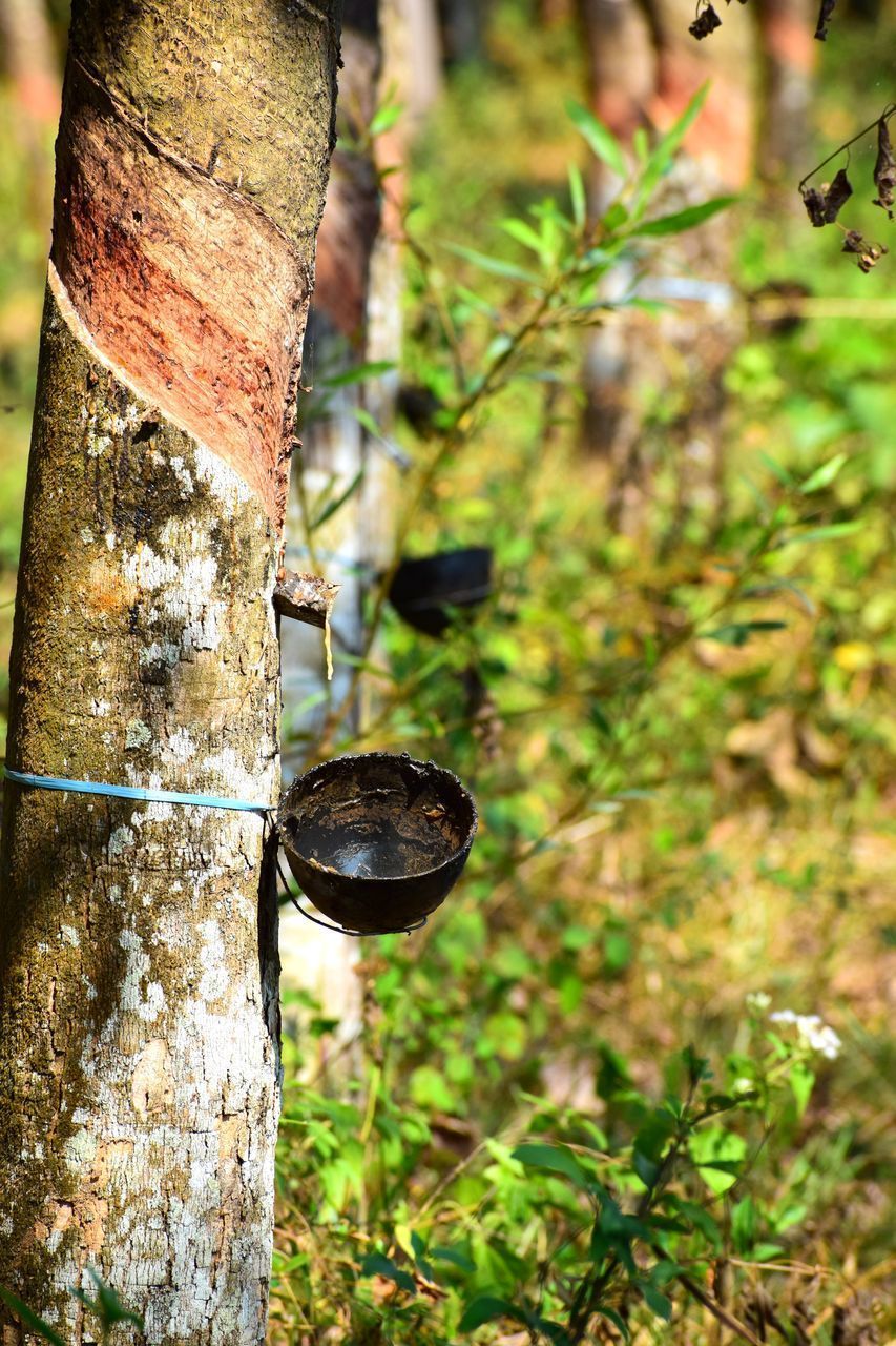 CLOSE-UP OF LEAF HANGING ON TREE