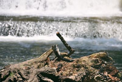 Close-up of driftwood on rock at beach