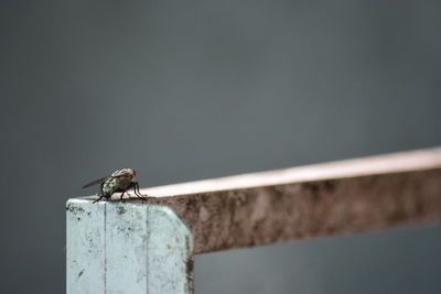 Close-up of bird perching on railing against wall