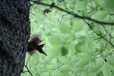 Low angle view of bird on branch