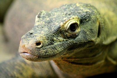 Close-up of monitor lizard