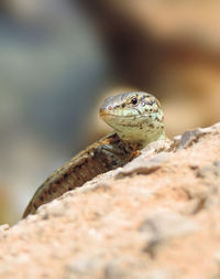 Close-up of lizard on rock