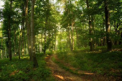 Scenic view of forest