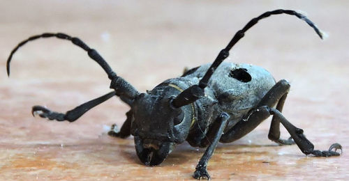 Close-up of insect on table