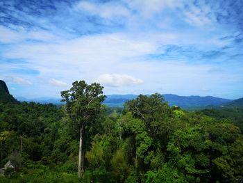 Scenic view of forest against sky