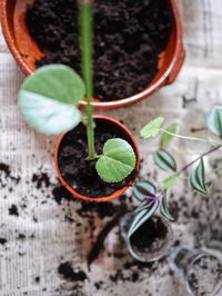 Close-up of snake on plant