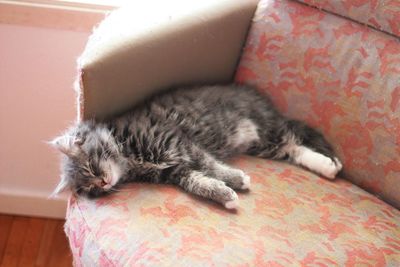 Cat lying on sofa at home