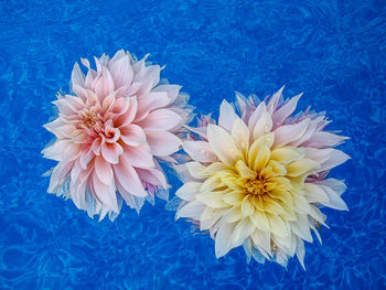 Close-up of flowers