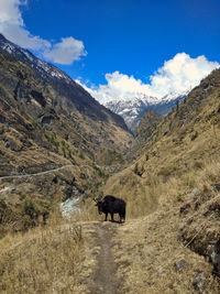 View of a horse on mountain