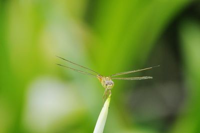 Close-up of insect on plant