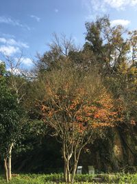 Trees in forest against sky