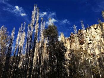 Low angle view of trees against sky