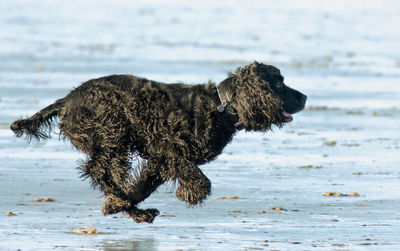 Dog running on beach