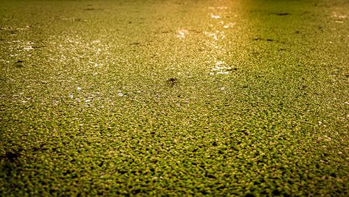 Full frame shot of wet grass