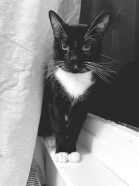 Portrait of cat sitting on floor