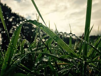 Close-up of grass on field