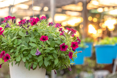 Close-up of pink flowering plants