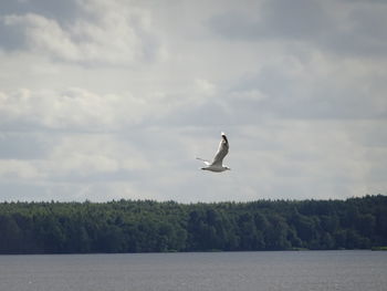Seagull flying over a sea