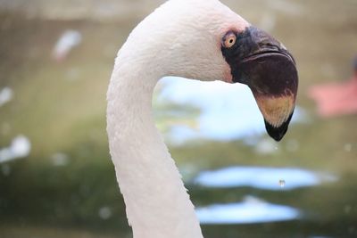 Close-up of swan