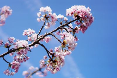 Low angle view of cherry blossoms against sky