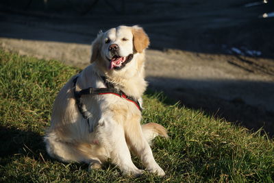 Dog looking away on field