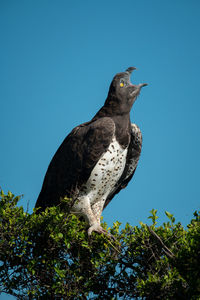 Low angle view of bird perching on branch against blue sky