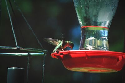 Hummingbird on a feeder. 