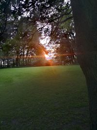 Sunlight streaming through trees in park