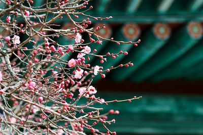 Close-up of flower tree