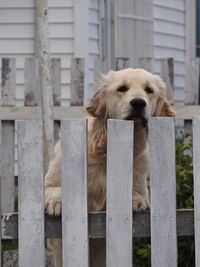 Dog looking through fence