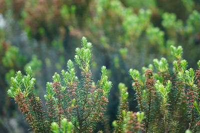 Close-up of plants