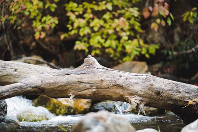 Close-up of driftwood on tree trunk
