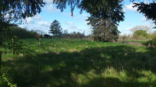 Trees on field against sky