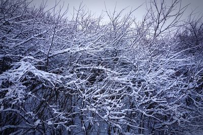 Snow covered land and trees against sky