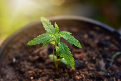 Close-up of plant growing on field