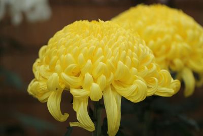 Close-up of yellow roses