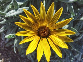 Close-up of yellow flower blooming outdoors