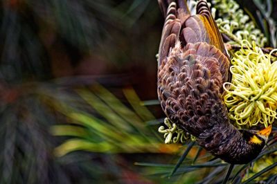 Close-up of butterfly on plant