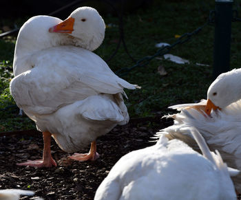 Close-up of birds on land