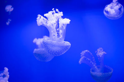 Close-up of jellyfish in sea