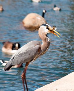 Gray heron eating fish while perching at lakeshore
