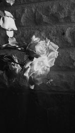 Close-up of rose plant