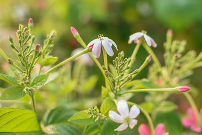 Close-up of pink flowering plant