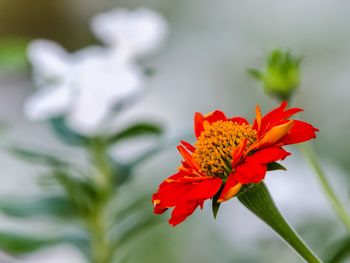 Close-up of red flower